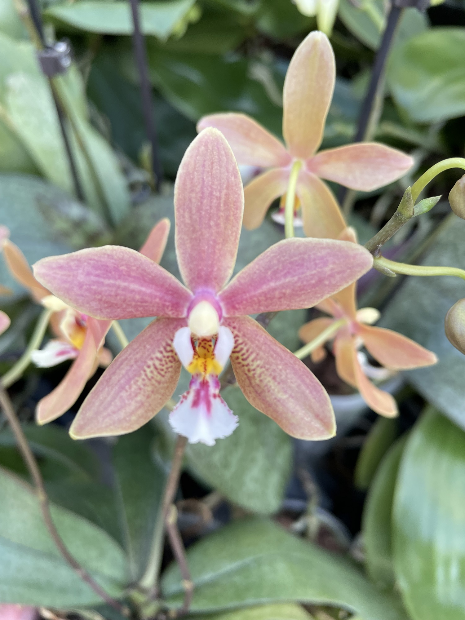 Phalaenopsis Bronze Maiden