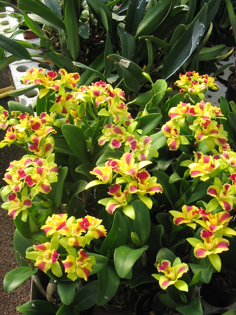 Potinara Burana Beauty "Burana"