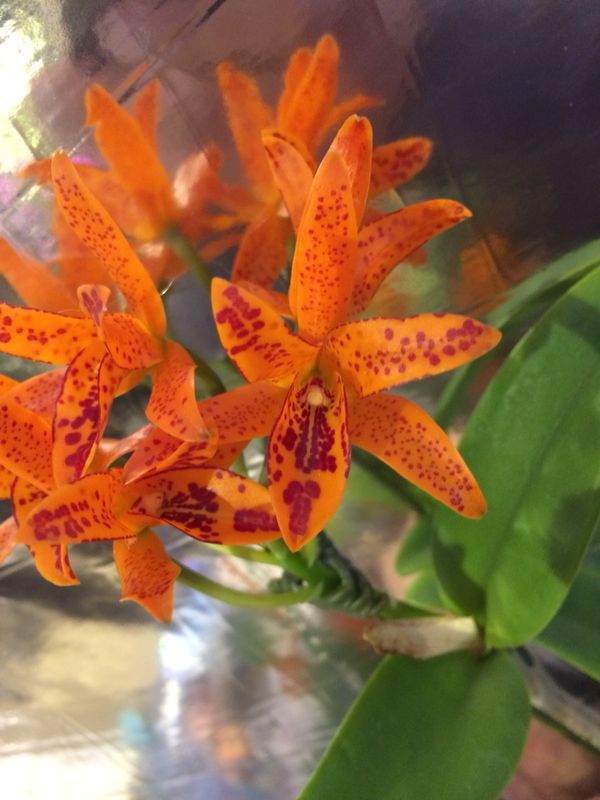 Cattleya aurantiaca "Mishima Spots"