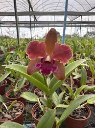 Blc. Mem. Helen Brown x Cattleya guttata