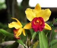 Blc. Rlc. Ginebra´s Sunrise