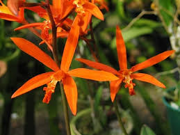 cinnabarina-x-milleri Laelia cinnabarina x milleri