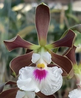 Encyclia cordigera