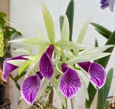 Bc. Clear Stars "Burst Crack Lip"
