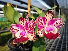 Blc. (Rlc.) Water Song "Loli Cat"