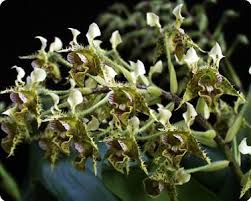 Dendrobium macrophyllum