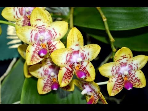 Phalaenopsis Orchid World "Bonnie Vasquez"  MERISTEM