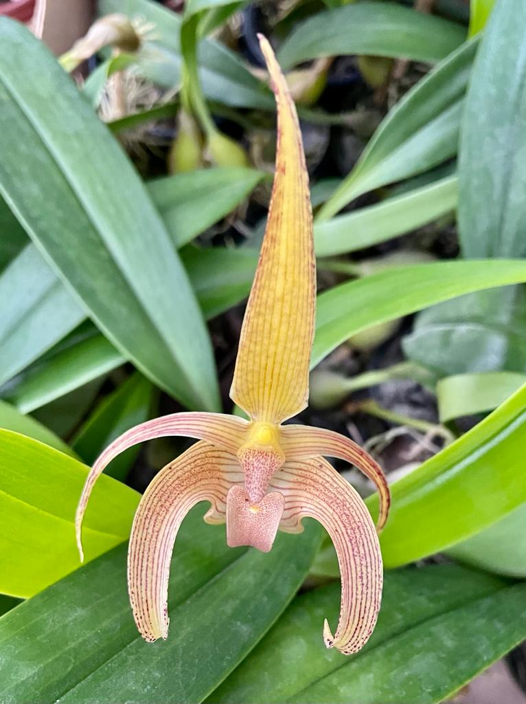 Bulbophyllum lobbii