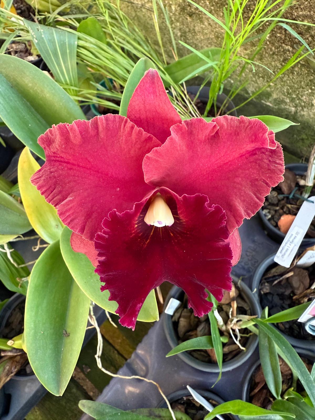 Blc. Rugeley's Mill Mendenhall