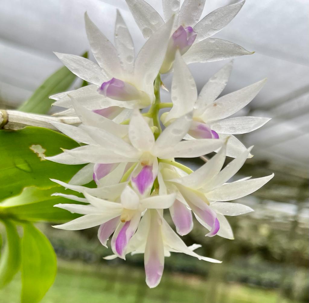Dendrobium amethystoglossum