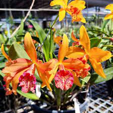 Rhynchobrassoleya Copper Queen "Ruby Lip"