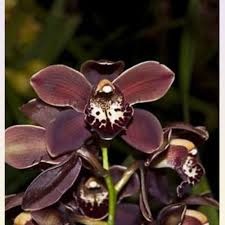 Cymbidium Cracker Jack