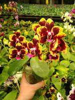 Phalaenopsis Allura "Sphynx"