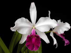 Cattleya warczewiczii var. Semi alba