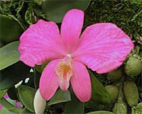Sophronitis wittigiana