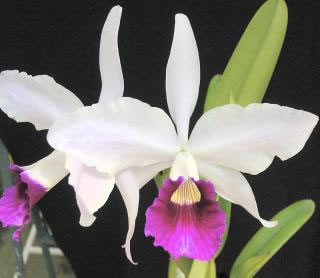 Laelia purpurata var. Tipo ("Auriogo" x "Octans")