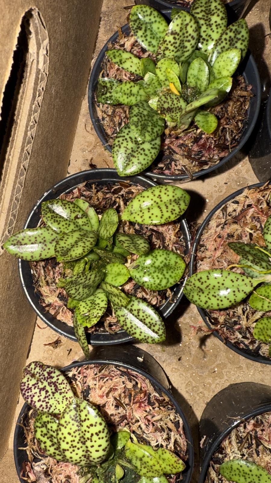 Acianthera crinita