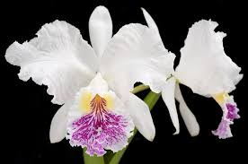 Cattleya lueddemanniana var. Semi Alba
