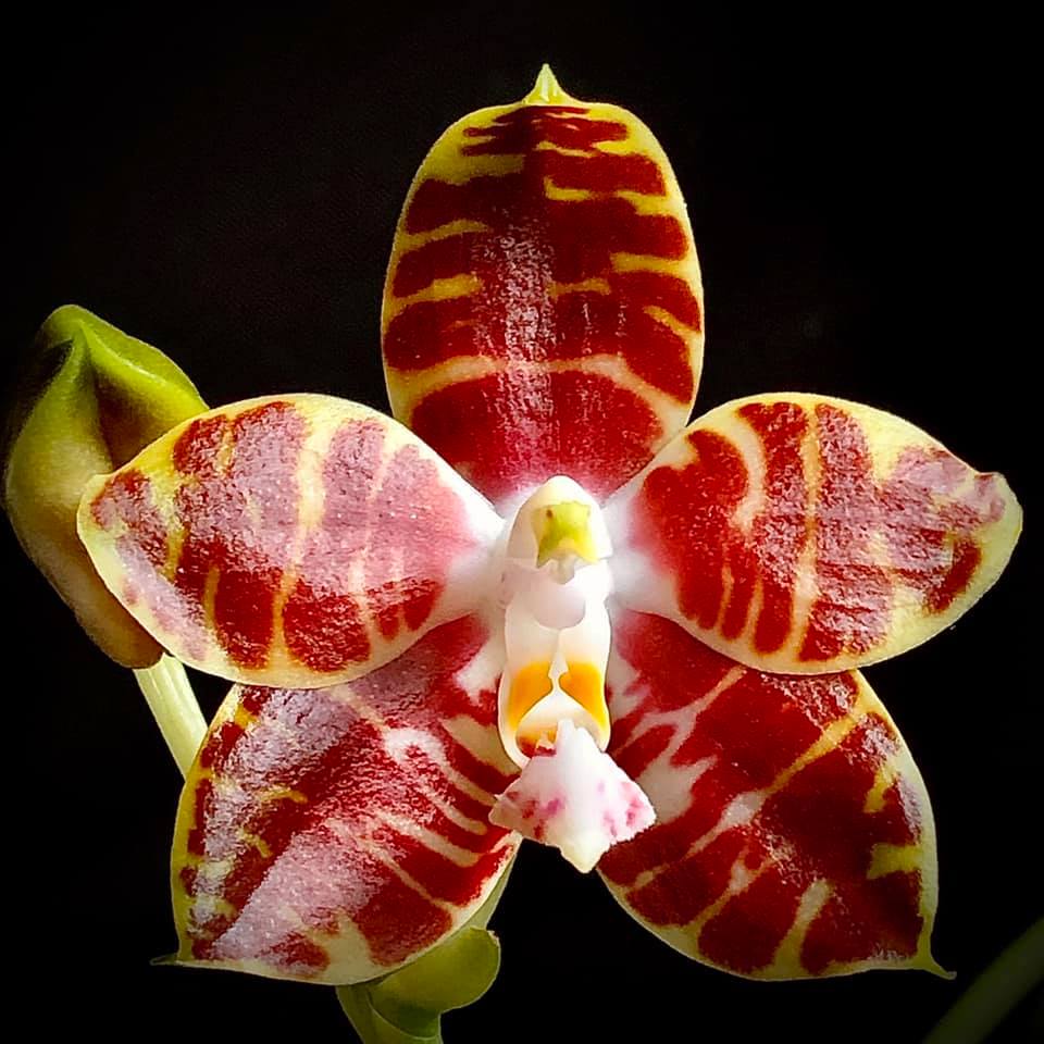 Phalaenopsis Ambonosa "Spicy King"