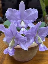 Cattleya Brazilian Jewel var. Coerulea