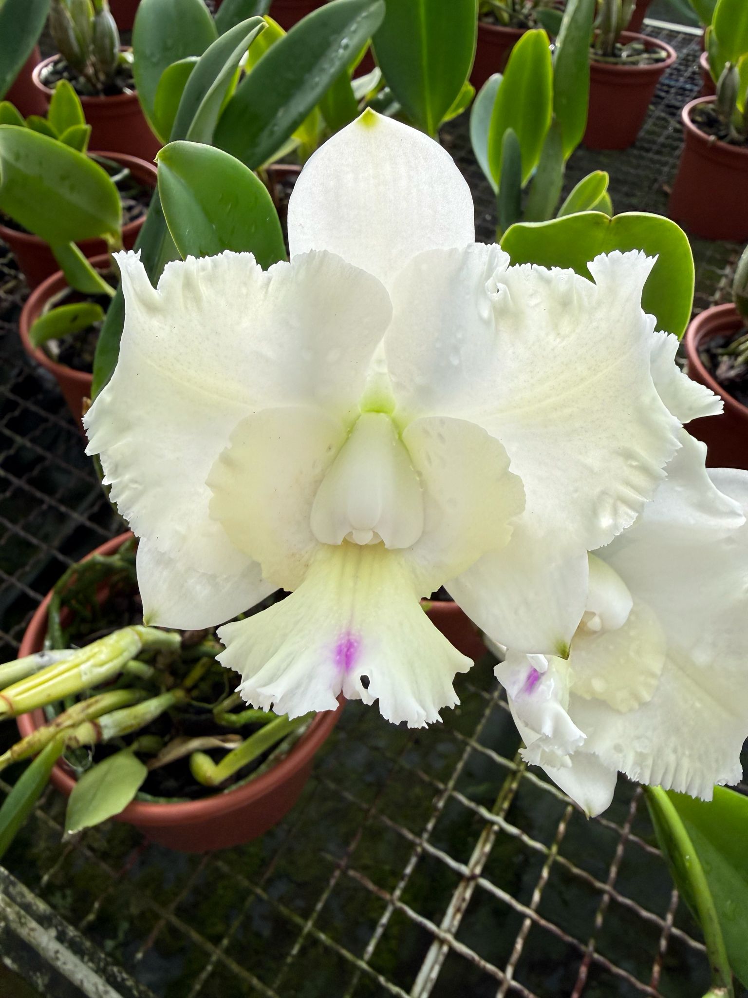 Cattleya Dolosa "Kenny"