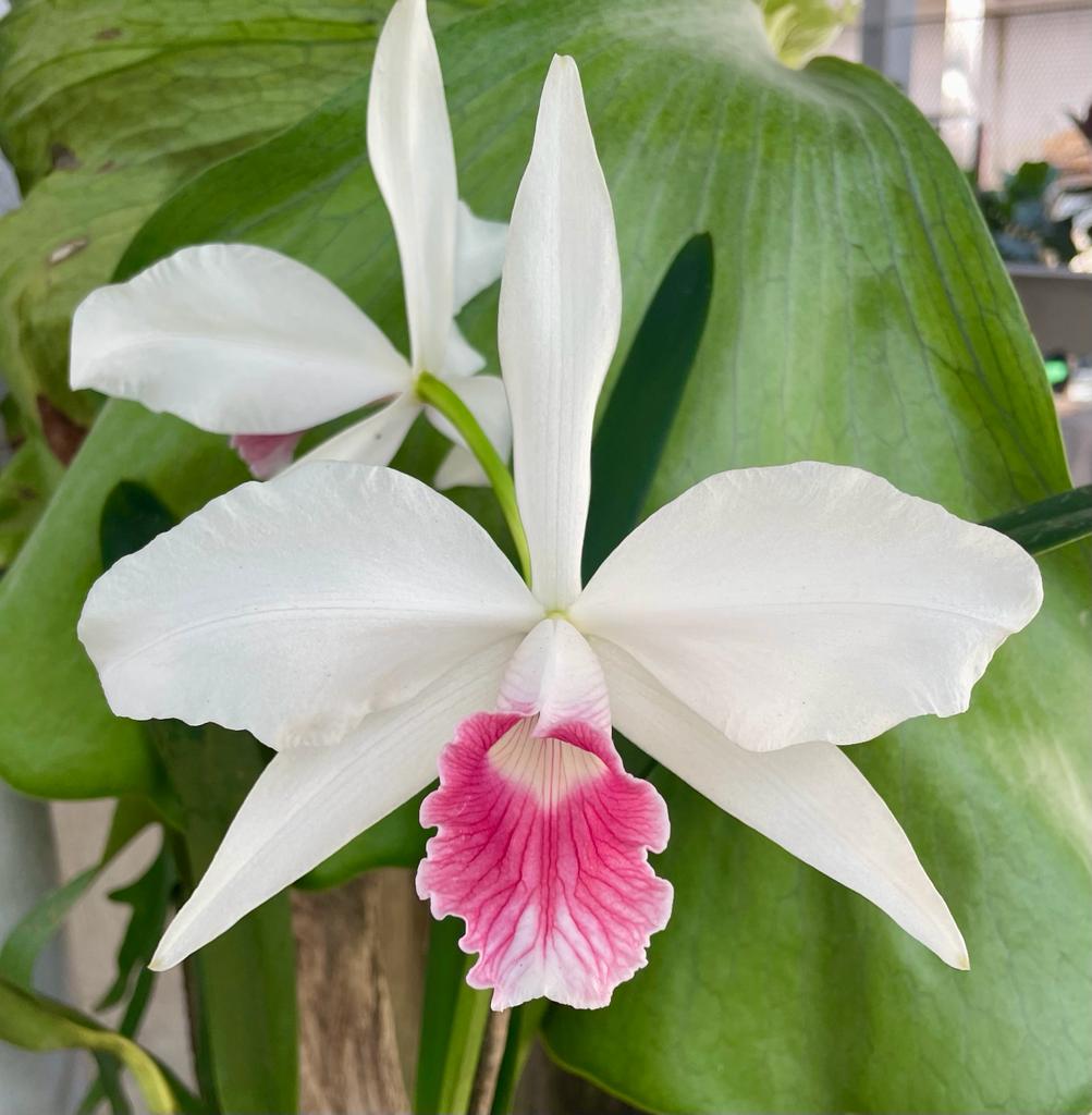 Laelia purpurata var. Carnea