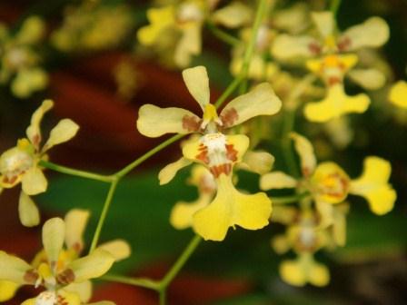 Oncidium obryzathum