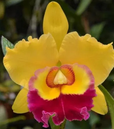 Blc. Suzuki´s Excalibur
