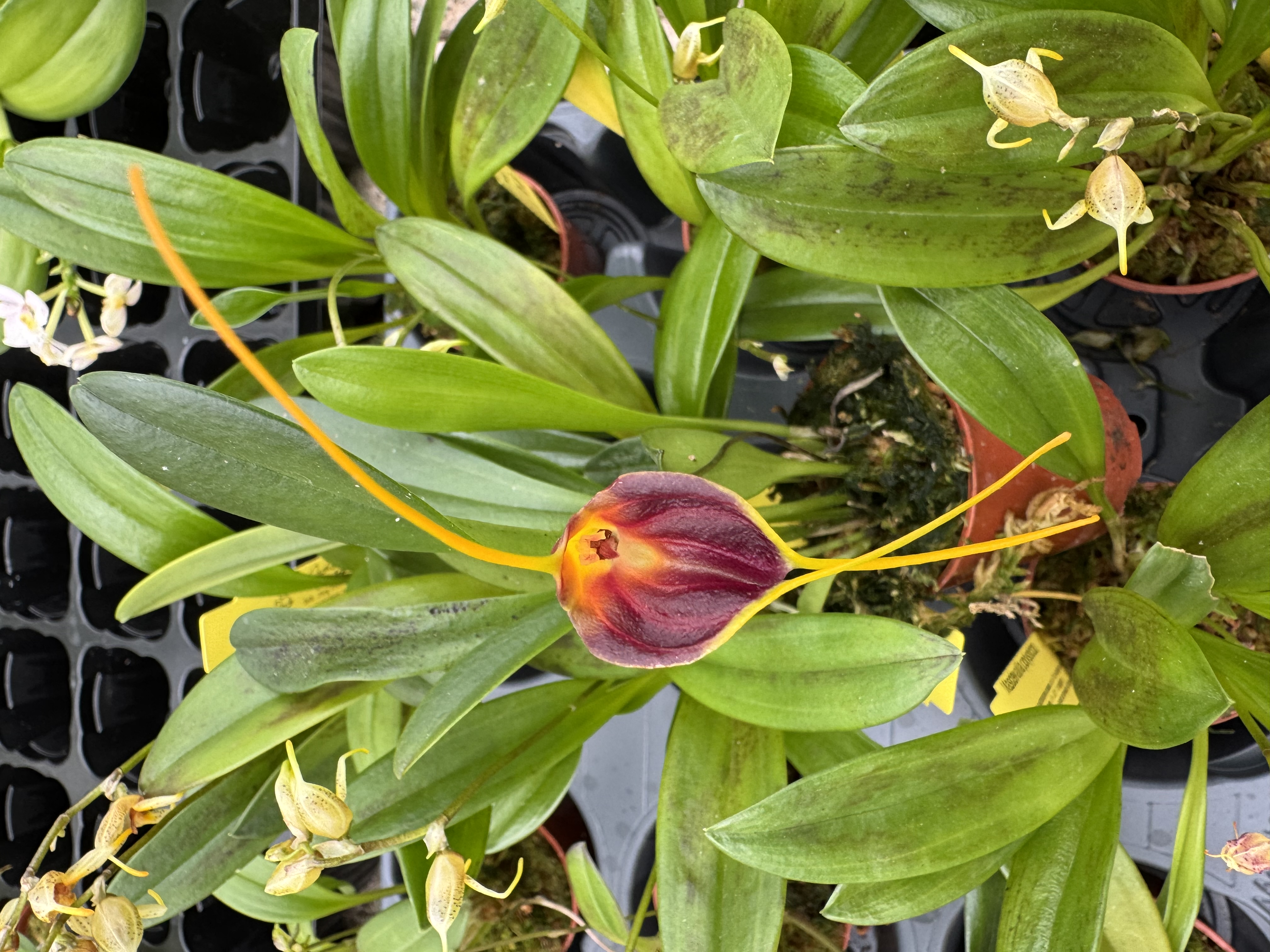 Masdevallia lata