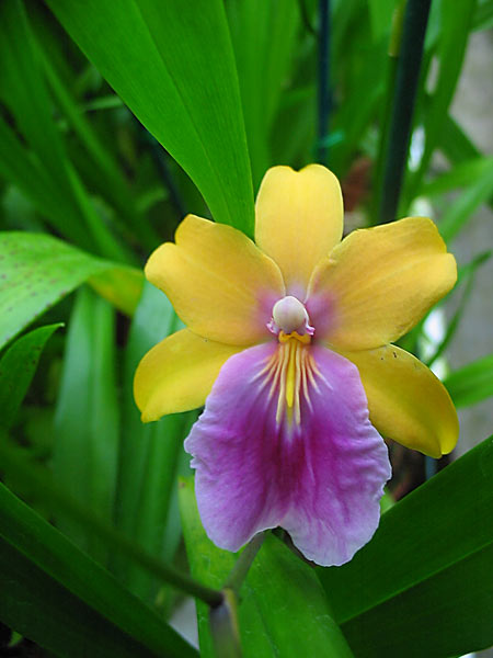 Miltonia regnelii