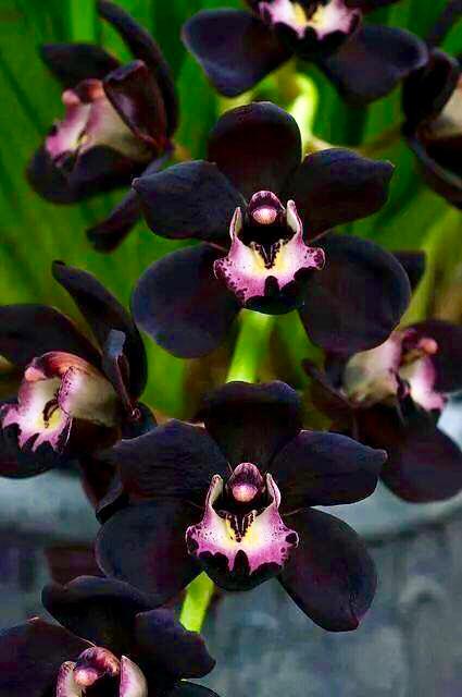 Cymbidium Kiwi Midnight "Geyserland" FCC/AOS