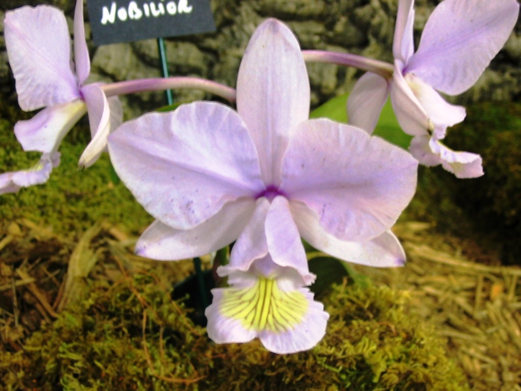 Cattleya nobilior var. Amaliae