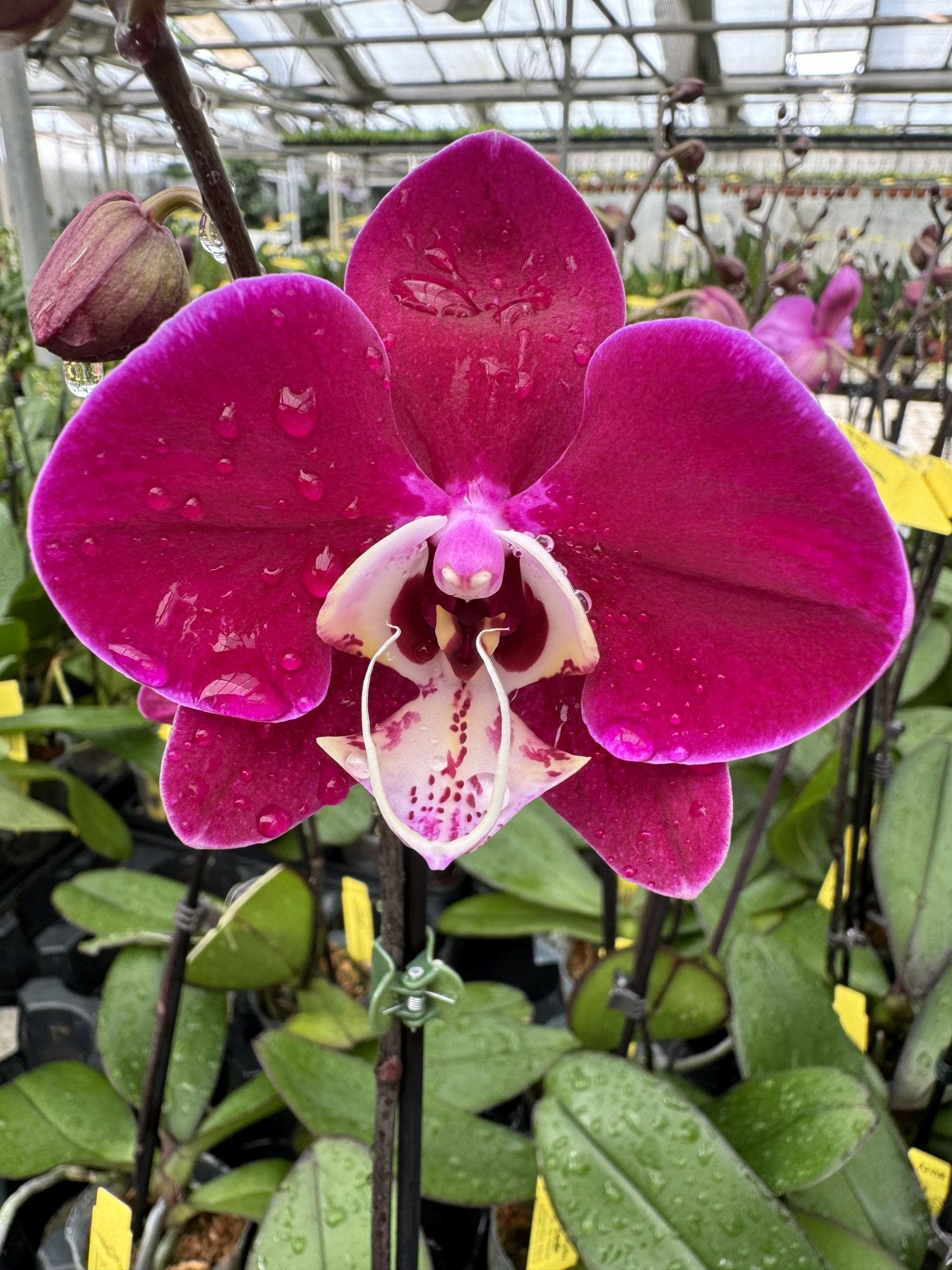 Phalaenopsis Allura "Jambo"