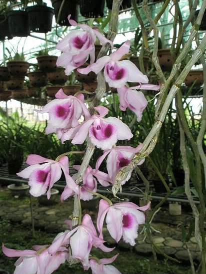 Dendrobium anosmum