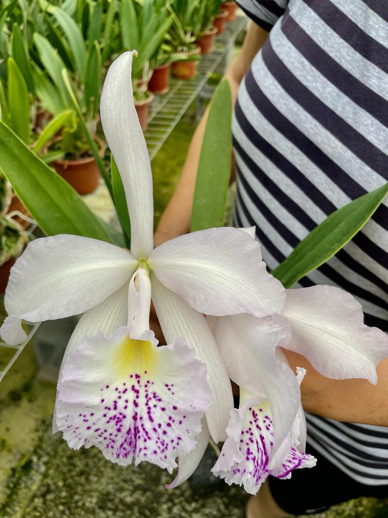 Brassavola nodosa x Cattleya Lina Cavalieri