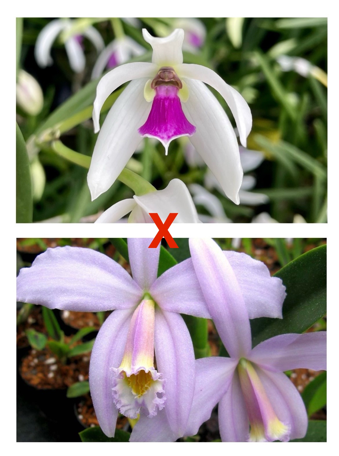 Leptotes bicolor x Laelia jongheana