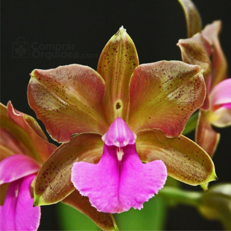 Cattleya bicolor 