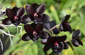 Fredclarkeara After Dark "Sunset Valley Orchids - Black Pearl"