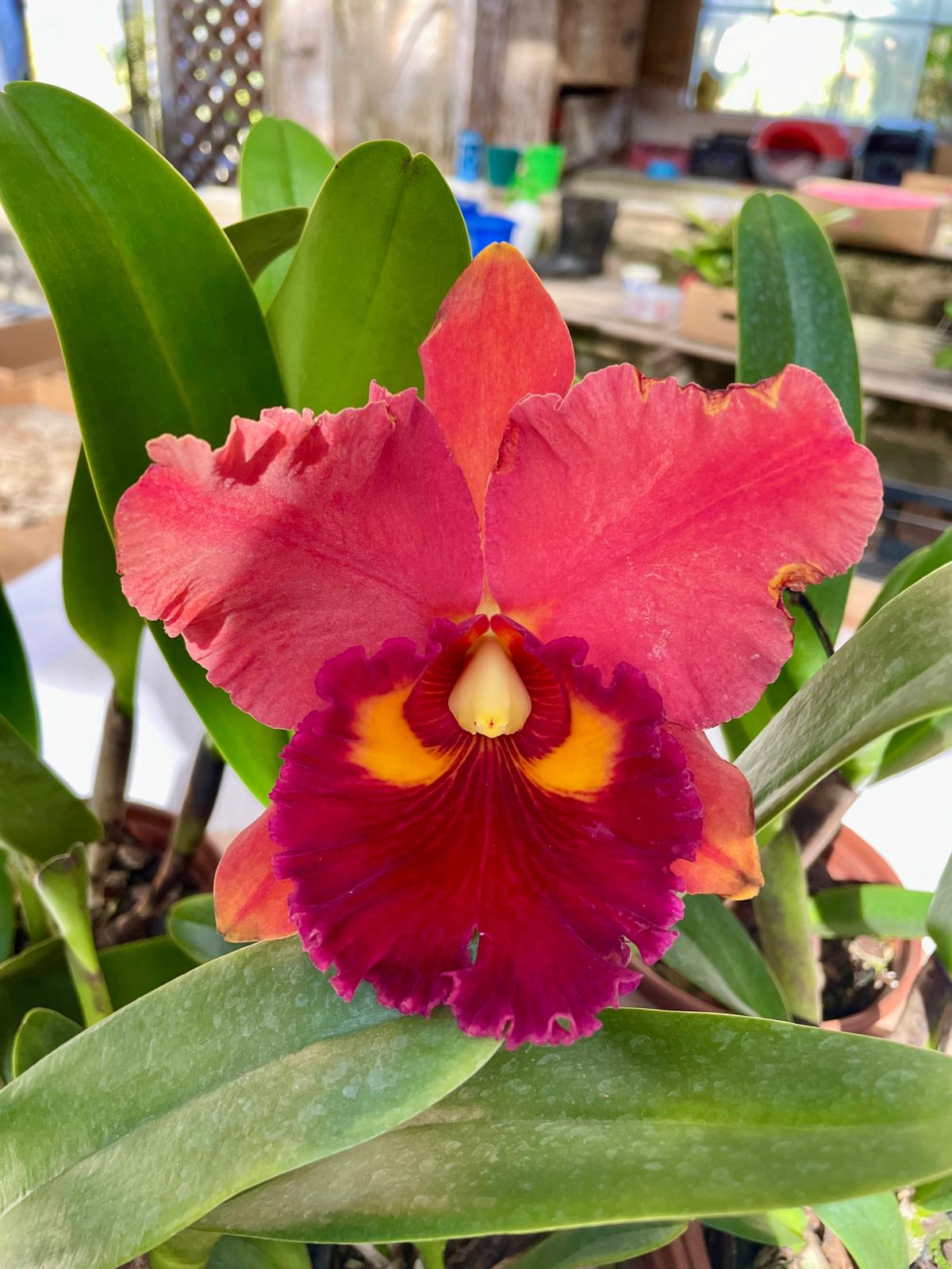 Edisto-x-chunyeah Blc. (Edisto x Chunyeah) "Vermelha"