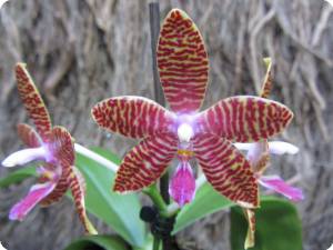 Phalaenopsis "I-Lan Red" x "flavida"