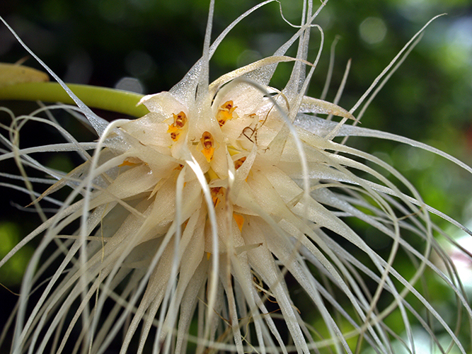 Bulbophyllum medusae