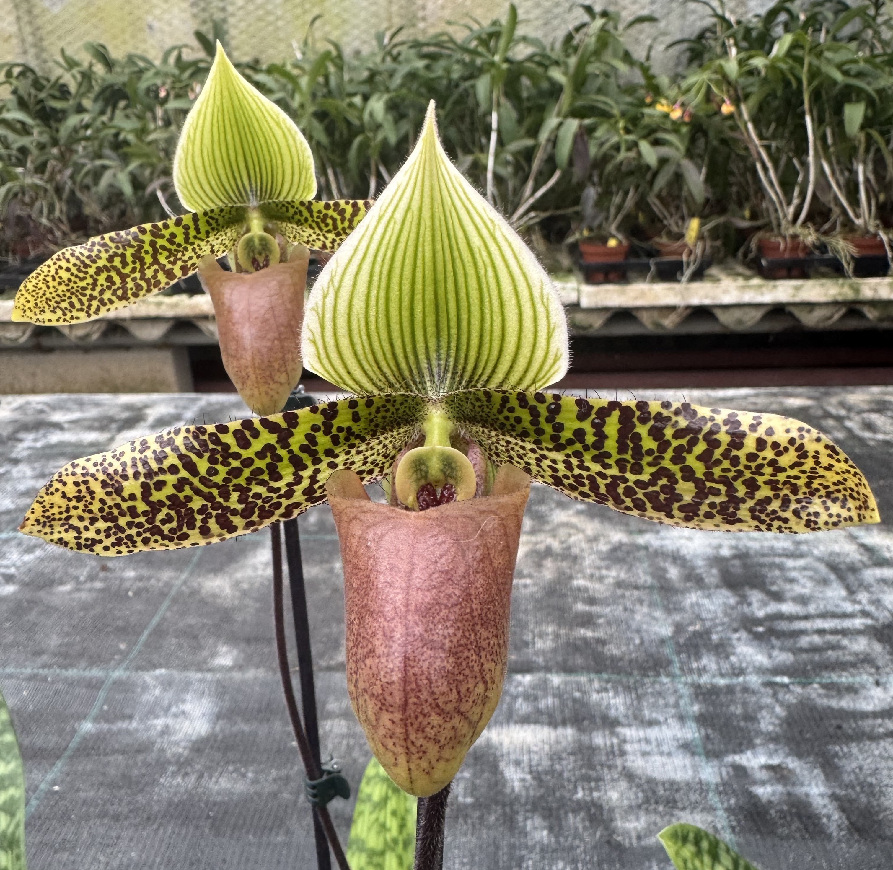 Paphiopedilum Duguesclin