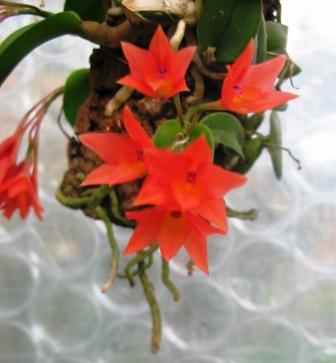 Sophronitis cernua