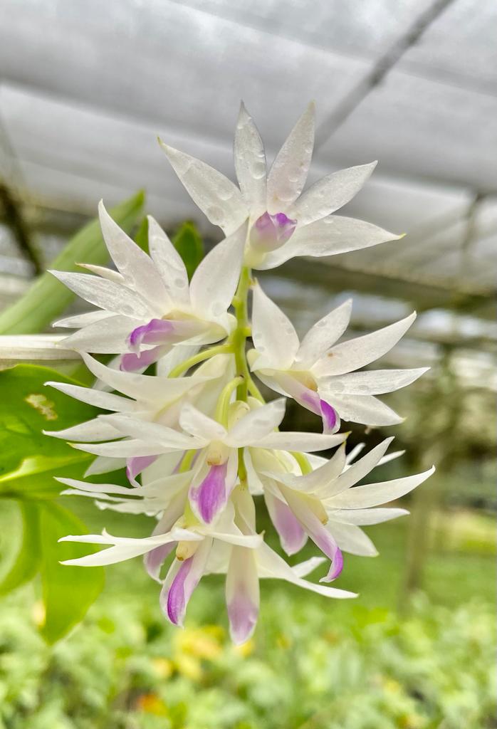 Dendrobium amethystoglossum