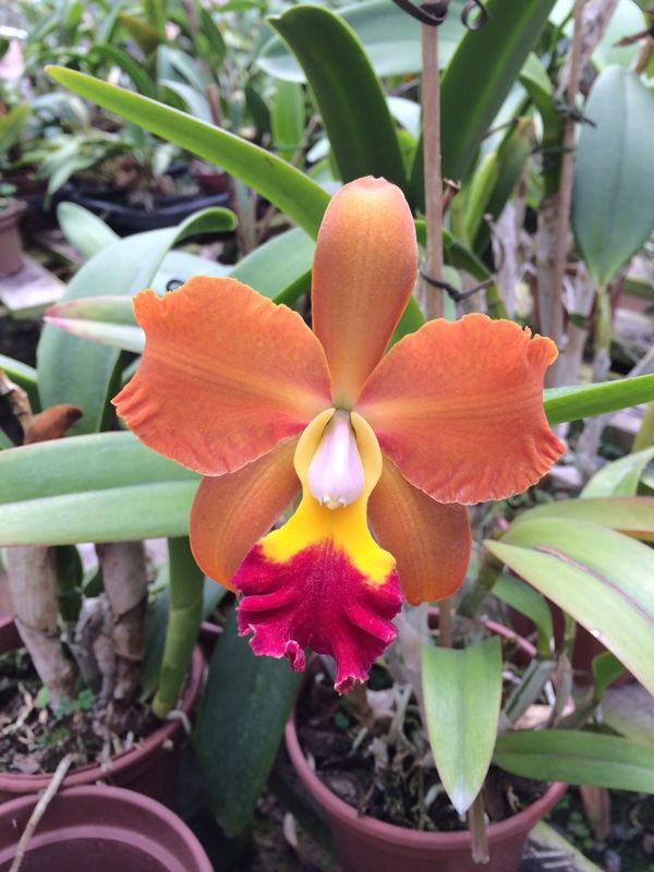 Blc. Egyptian Queen "Inner Fire" AM/AOS