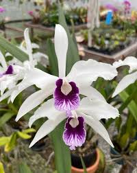 Laelia purpurata var. Roxo-Bispo