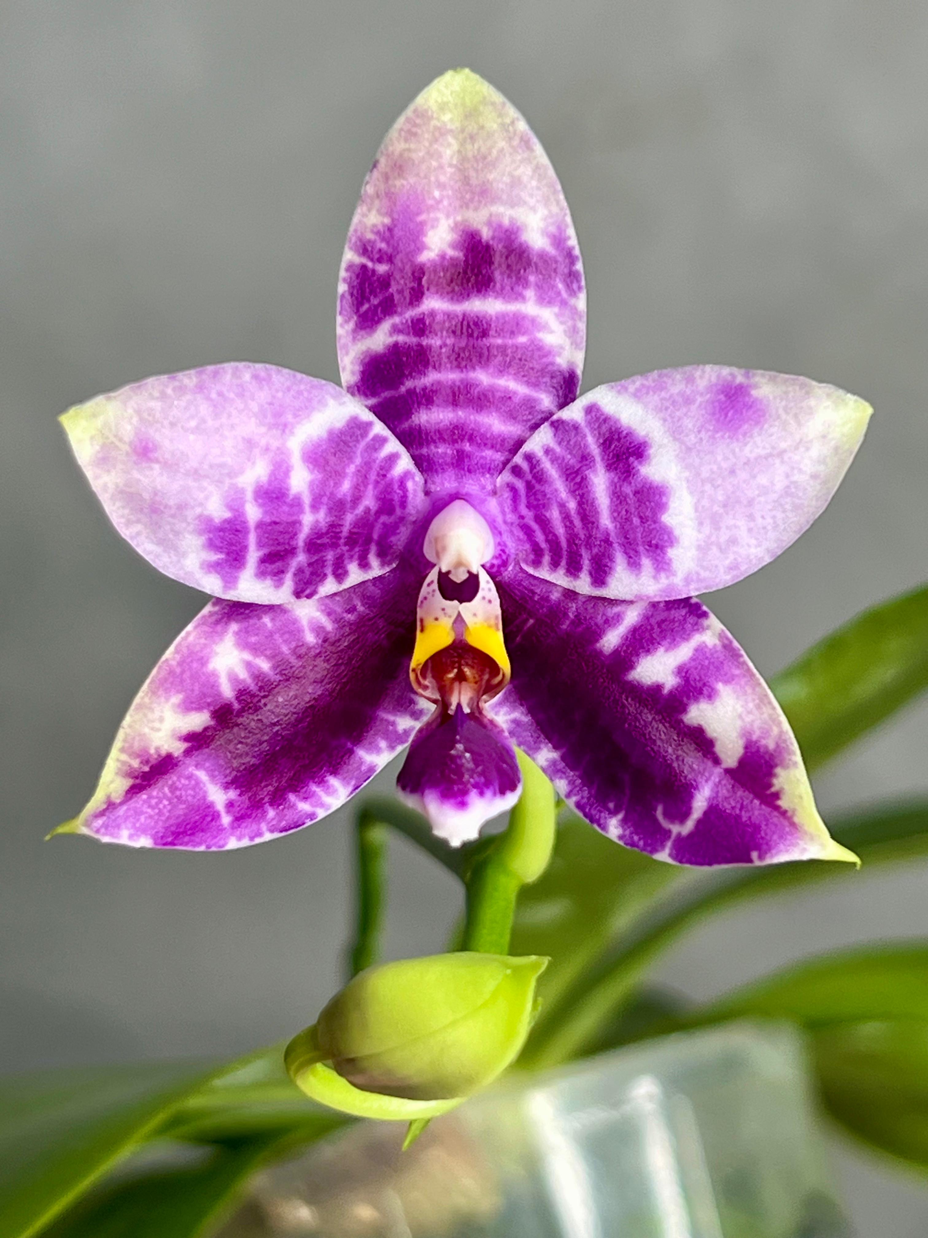 Phalaenopsis KS Blue Ludde x Lioulin Blue Peacock