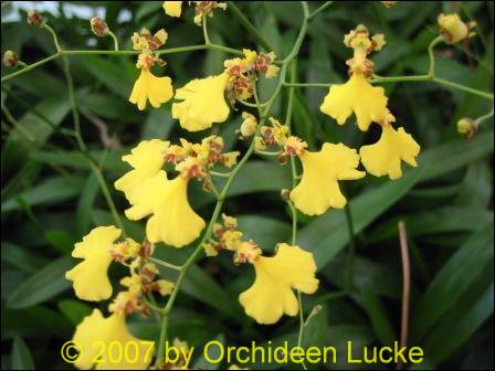 Onc-flexuosum_156f3f5f352b5d Oncidium flexuosum