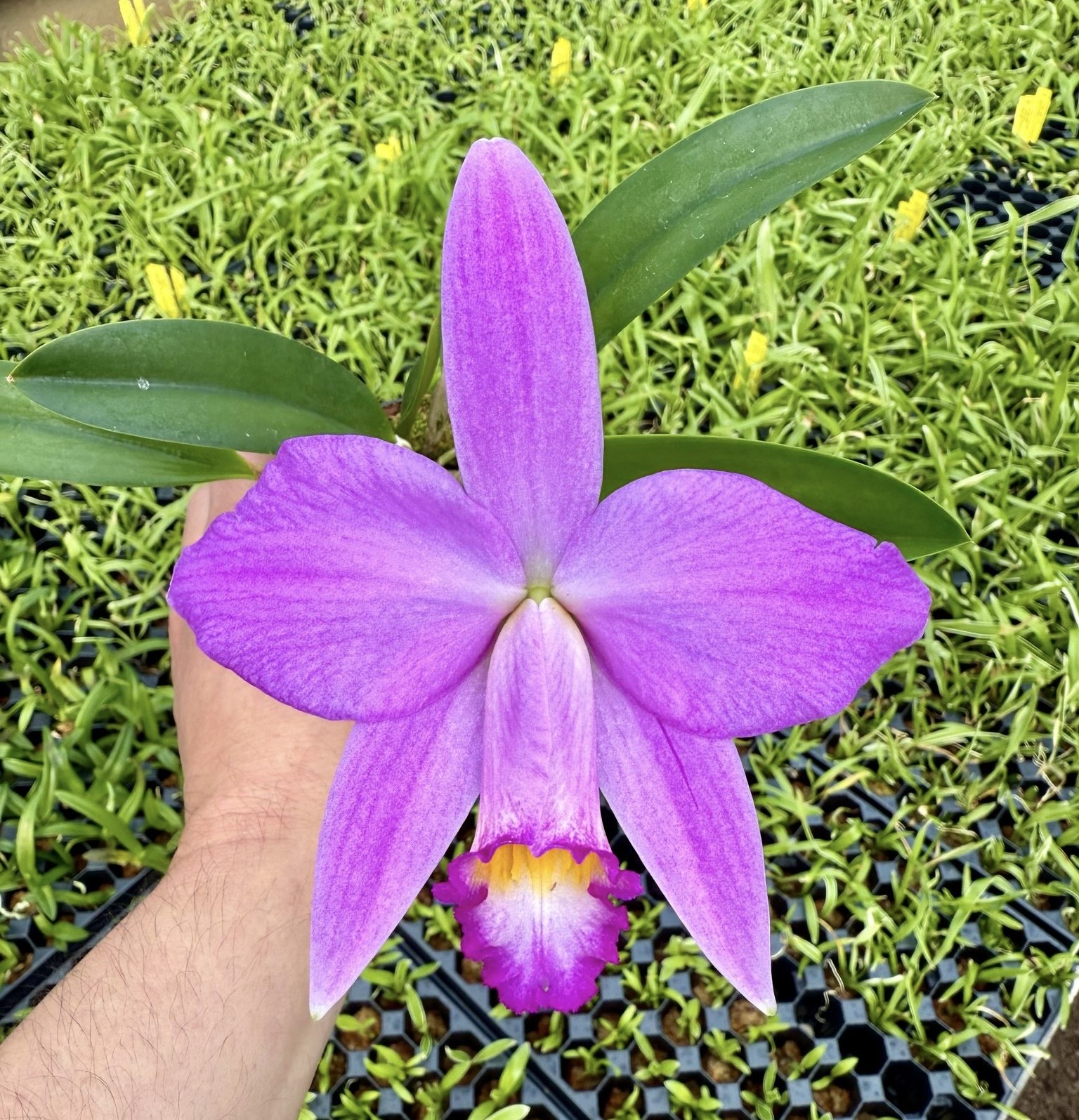 Laelia Pumistrans x jongheana
