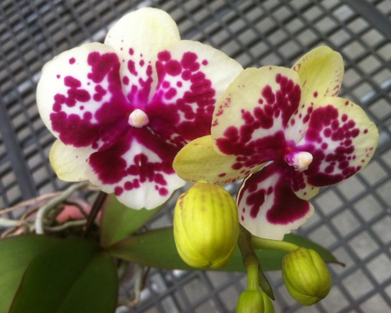 Phalaenopsis Allura "Exotic Dancer"